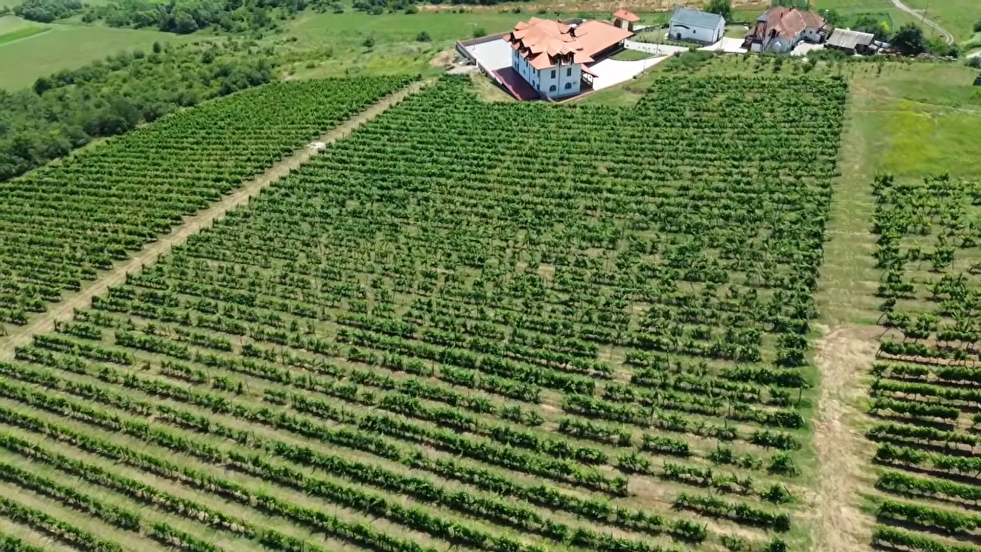 VINARIJA “PET HRASTOVA” – OD VINOGRADA DO ZLATA